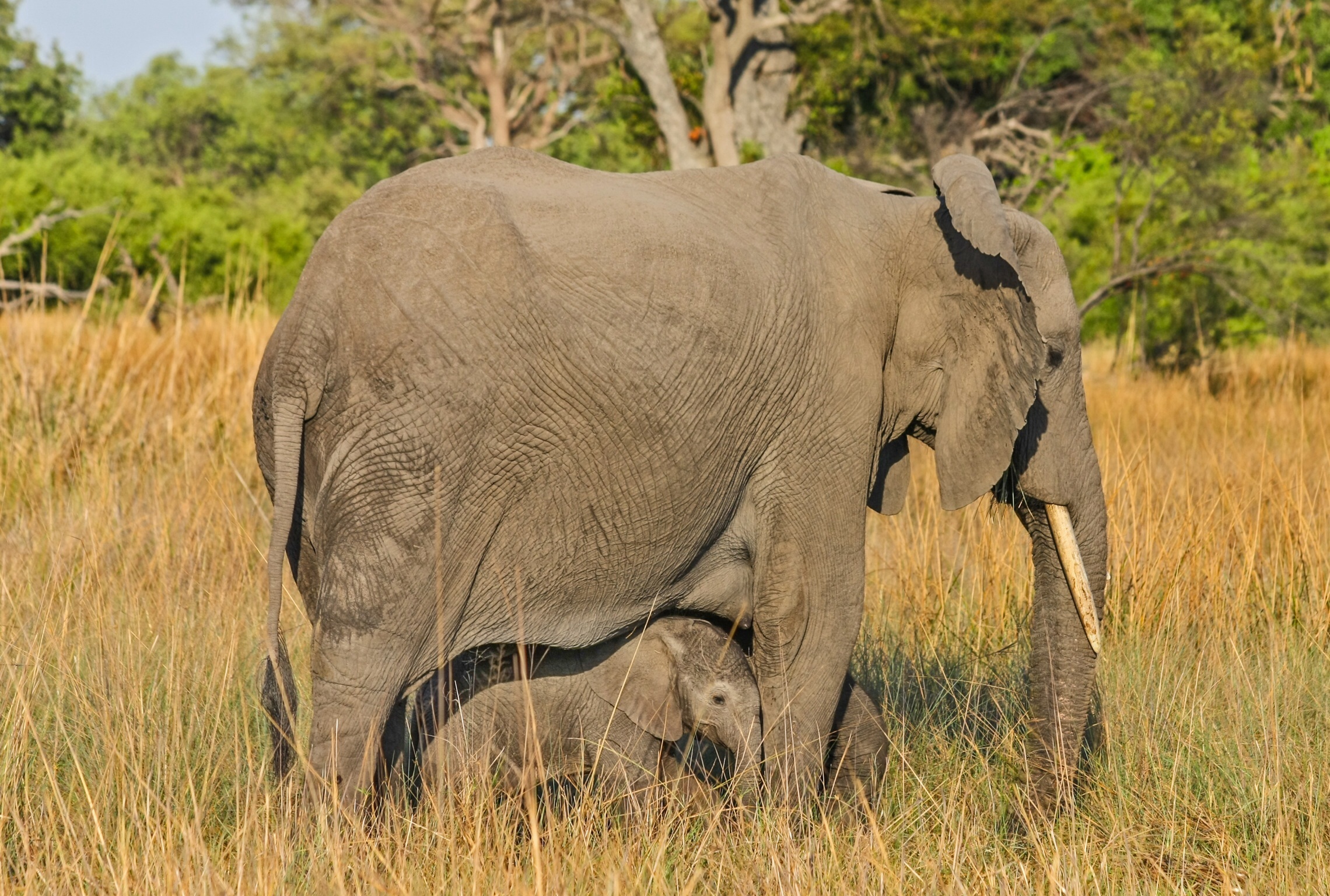 Premier voyage au Botswana